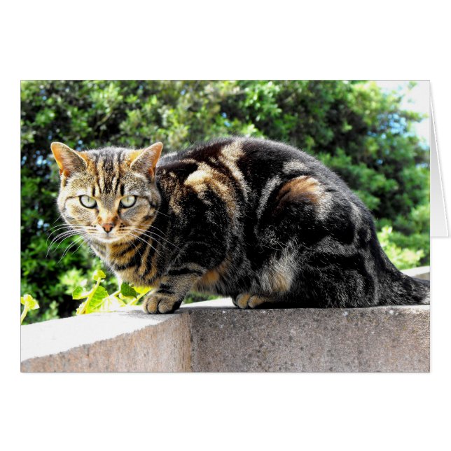 Gremlin, la tarjeta de gato tabby (Anverso (Horizontal))