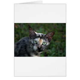 Grey Brown White Cat with Green Eyes