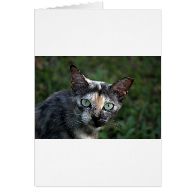 Grey Brown White Cat with Green Eyes (Frente)