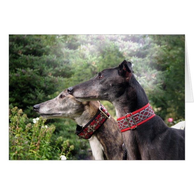 Greyhound en alerta (Anverso (Horizontal))