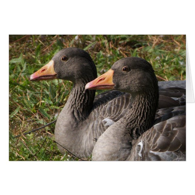 Greylag Geese (Anverso (Horizontal))