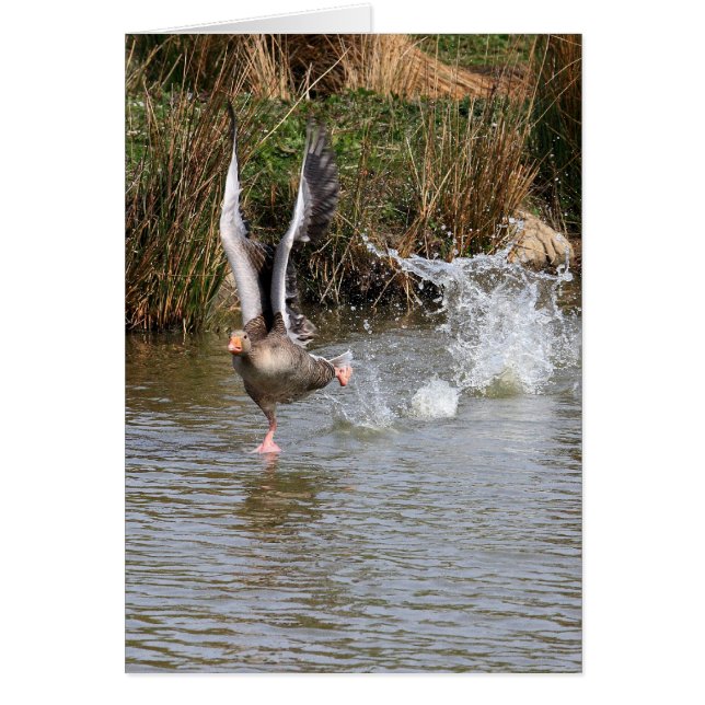 Greylag Geese (Frente)