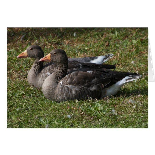 Greylag Geese (Anverso (Horizontal))