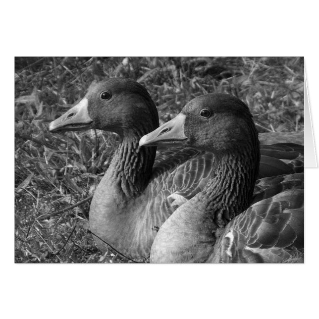Greylag Geese B&W (Anverso (Horizontal))