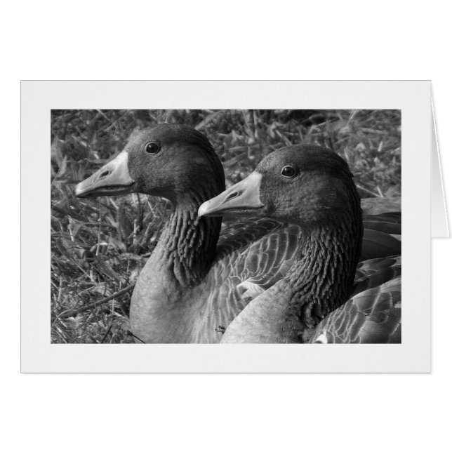 Greylag Geese B&W (Borde amplio) (Anverso (Horizontal))