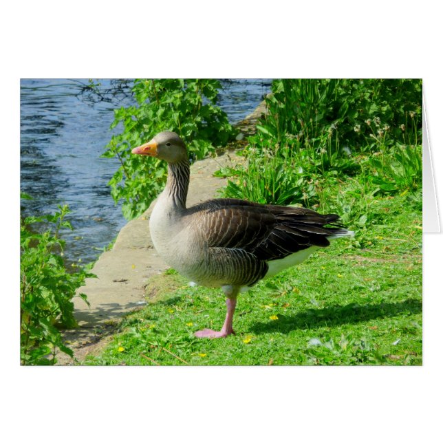 Greylag Goose (Anverso (Horizontal))