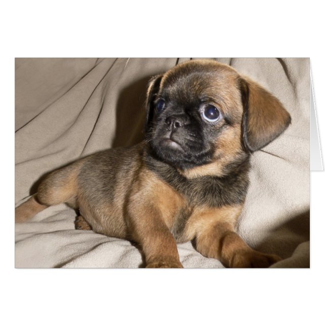 ¡Griffon de Bruselas! (Anverso (Horizontal))