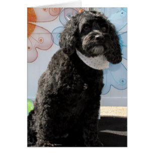 Grillo - caniche del cocker -4