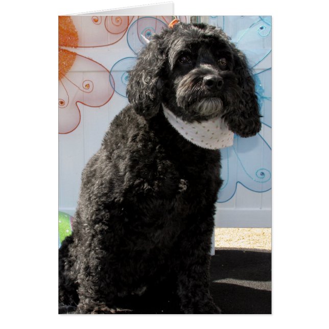 Grillo - caniche del cocker -4 (Frente)