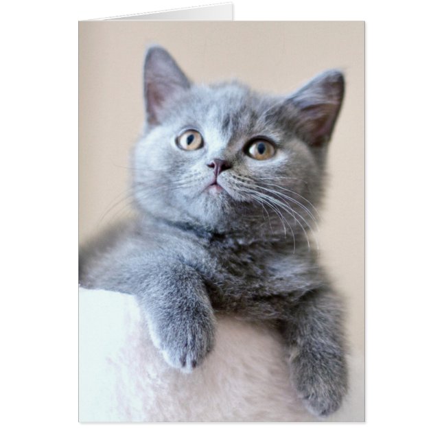 Gris British Shorthair Cat (Frente)