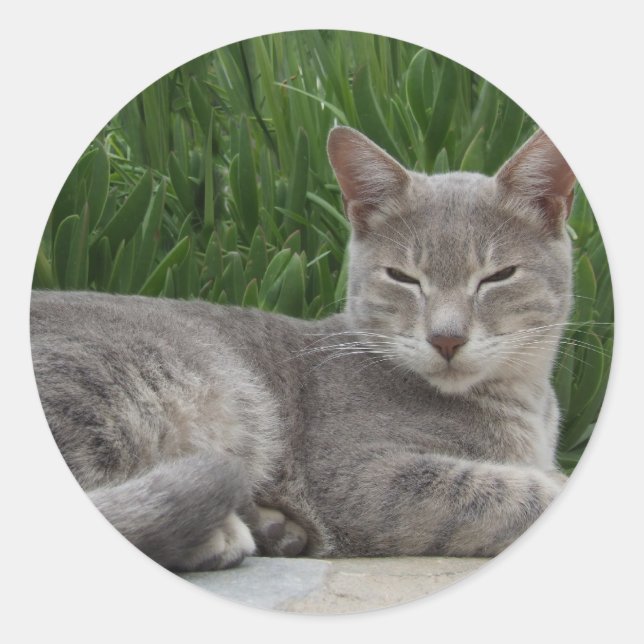 Gris Cat Pegatinas (Anverso)