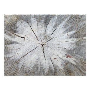 Gris De Madera Gris Pino Estropajo Foto Art 1