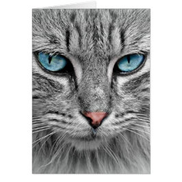 Gris Long Hair Cat Blue Green Eyes Mascota Animal