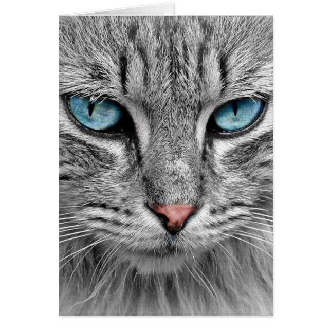 Gris Long Hair Cat Blue Green Eyes Mascota Animal (Frente)