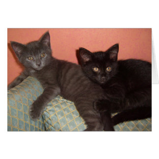 Gris pequeño y negro pequeño