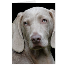 Gris plateado de Weimaraner