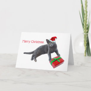 Gris Santa Cat con tarjeta de Navidades actuales