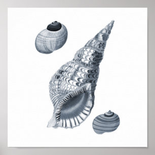 Gris Wall art Seashell art print #12 Decoración de