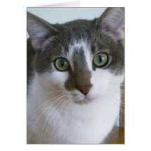 Gris y gato blanco apuesto