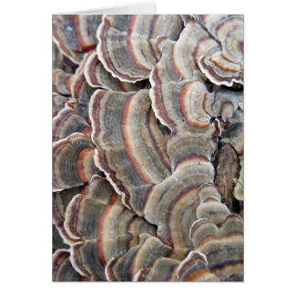 Gris y ondulaciones de los hongos de Borgoña