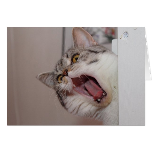 Gritando a British Shorthair (Anverso (Horizontal))