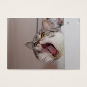 Gritando a British Shorthair