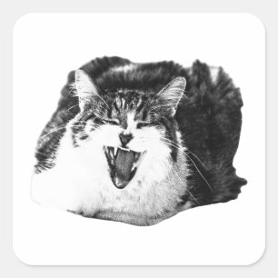 Grito de gato, arte de calcomanía