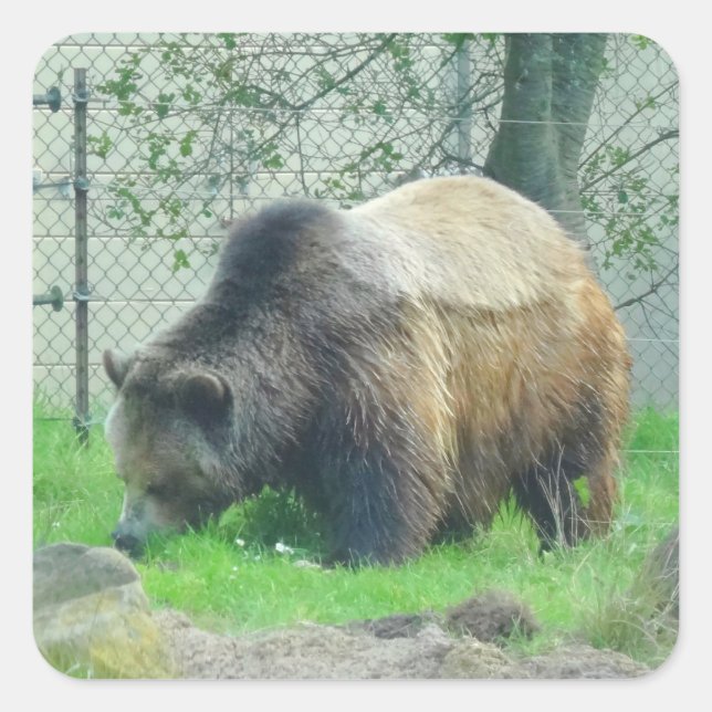 Grizzly Bear #2 Pegatinas (Anverso)