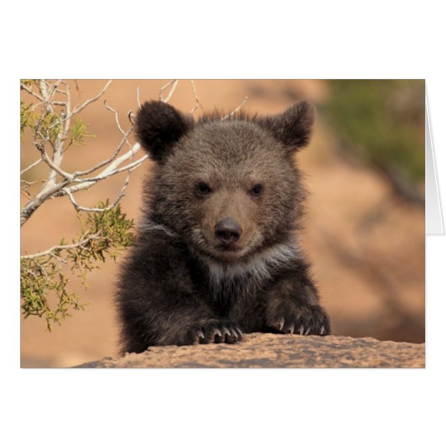 Grizzly Bear Cub (Anverso (Horizontal))