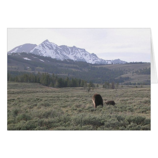 Grizzly Butts (Anverso (Horizontal))