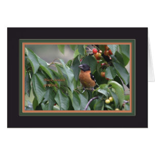 Grosbeak5905 de cabeza negra