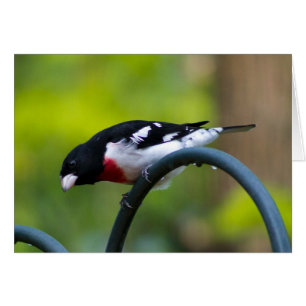 Grosbeak de pecho Rosa
