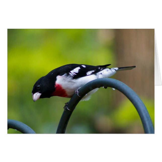 Grosbeak de pecho Rosa (Anverso (Horizontal))