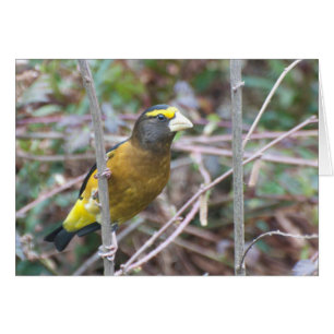 Grosbeak vespertino - Tarjeta de Arte Frameable