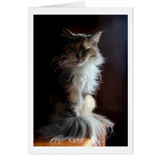 Grouchy, un viejo gato digno (Frente)