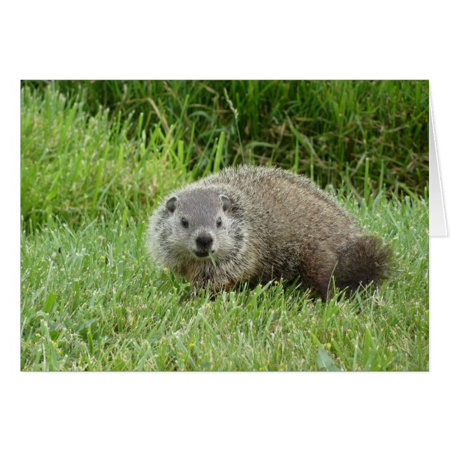 Groundhog (Anverso (Horizontal))