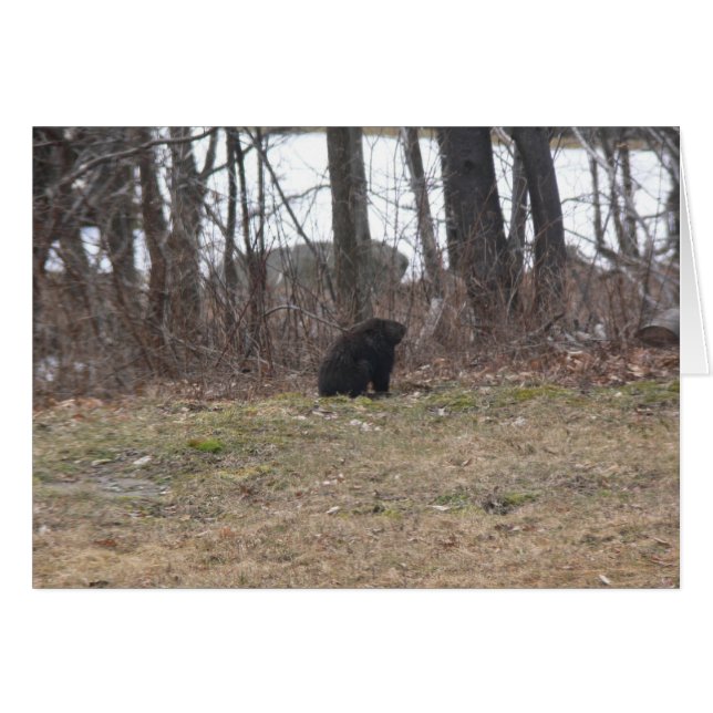 Groundhog examina la escena (Anverso (Horizontal))