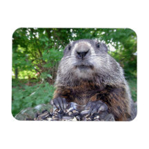 Groundhog Imán Flexi 3 x 4