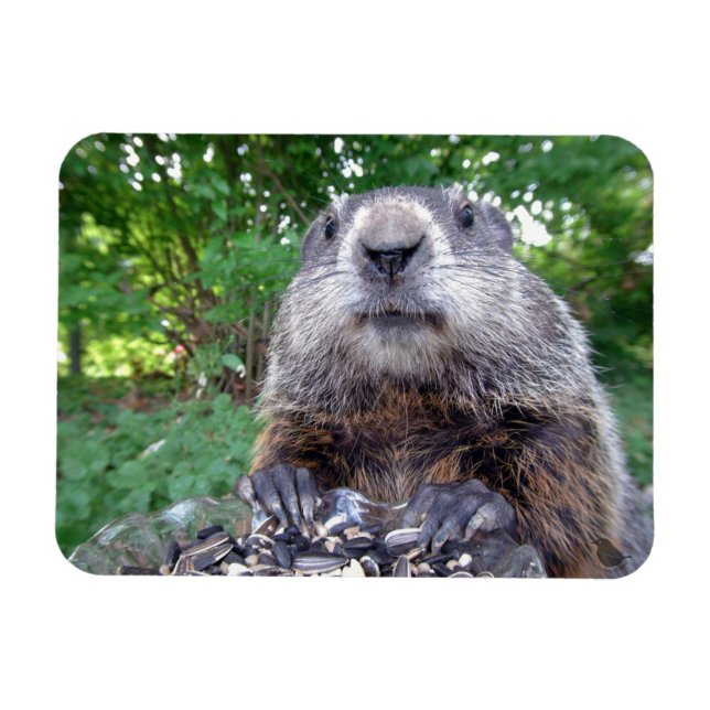 Groundhog Imán Flexi 3 x 4 (Horizontal)