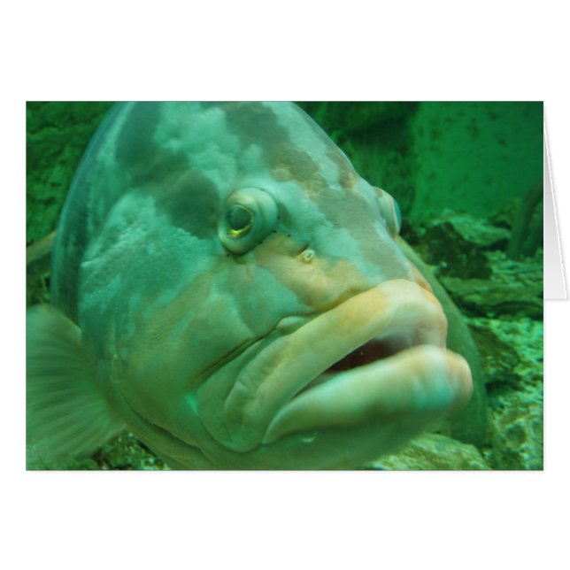 Grouper (Anverso (Horizontal))