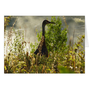 Grúa arenosa en Moose Ponds en Grand Teton