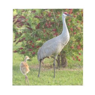 Grúa de Sandhill con el polluelo en la libreta de