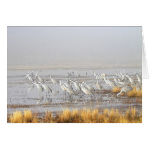Grúas brumosas de Sandhill