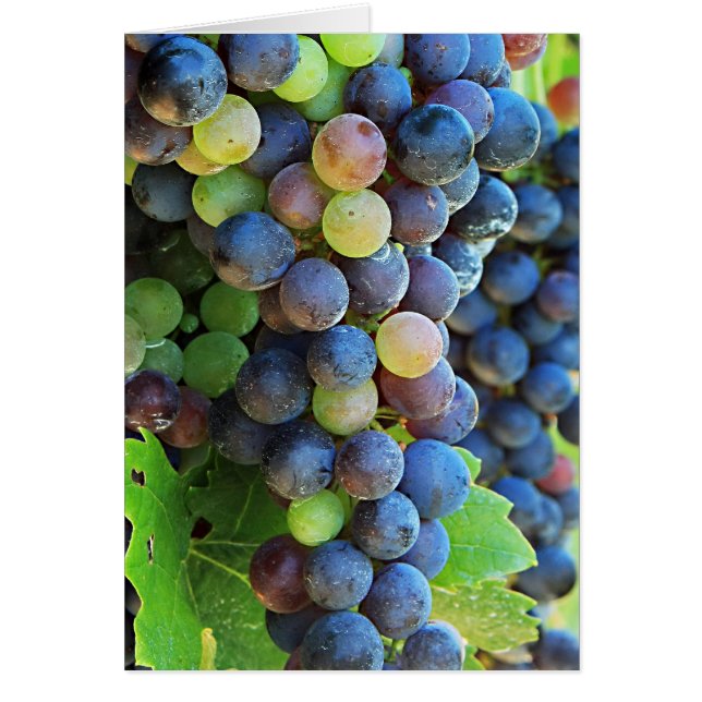 Grúas múltiples (Frente)