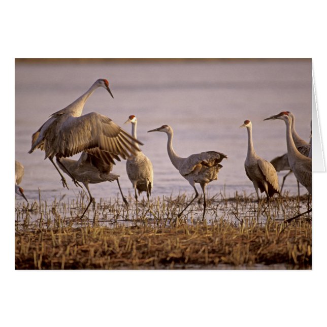 Grullas de Canada (Grus canadensis) Platte (Anverso (Horizontal))