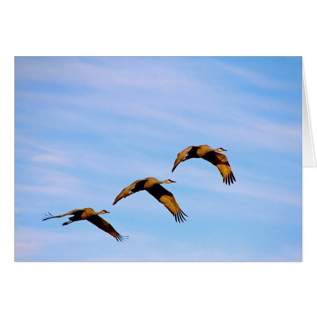 Grullas de Sandhill en Nuevo México (Anverso (Horizontal))