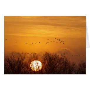 Grullas silueteadas contra el sol naciente