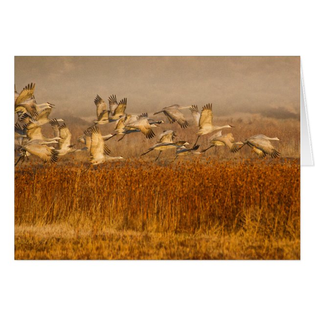 Grullas sobre el campo de oro (Anverso (Horizontal))
