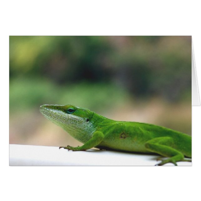 Grumpy Anole (Anverso (Horizontal))