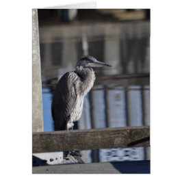 Grumpy Great Blue Heron